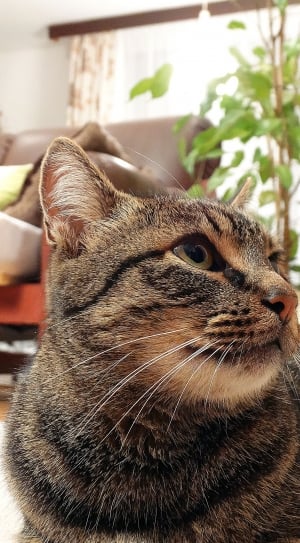 close up photo of mackerel Tabby cat thumbnail