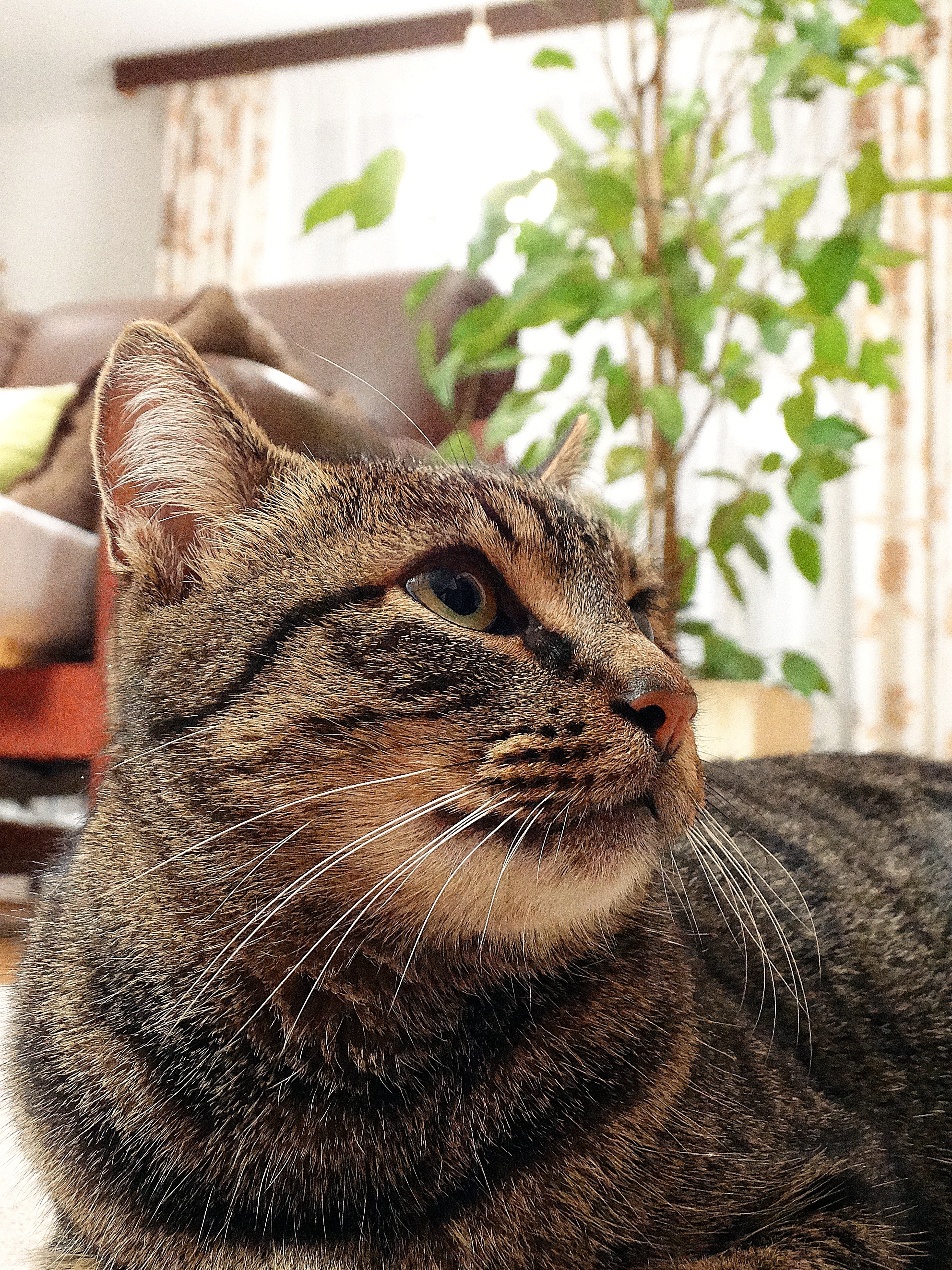 close up photo of mackerel Tabby cat