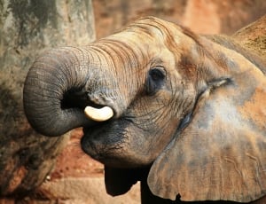 eating gray elephant thumbnail