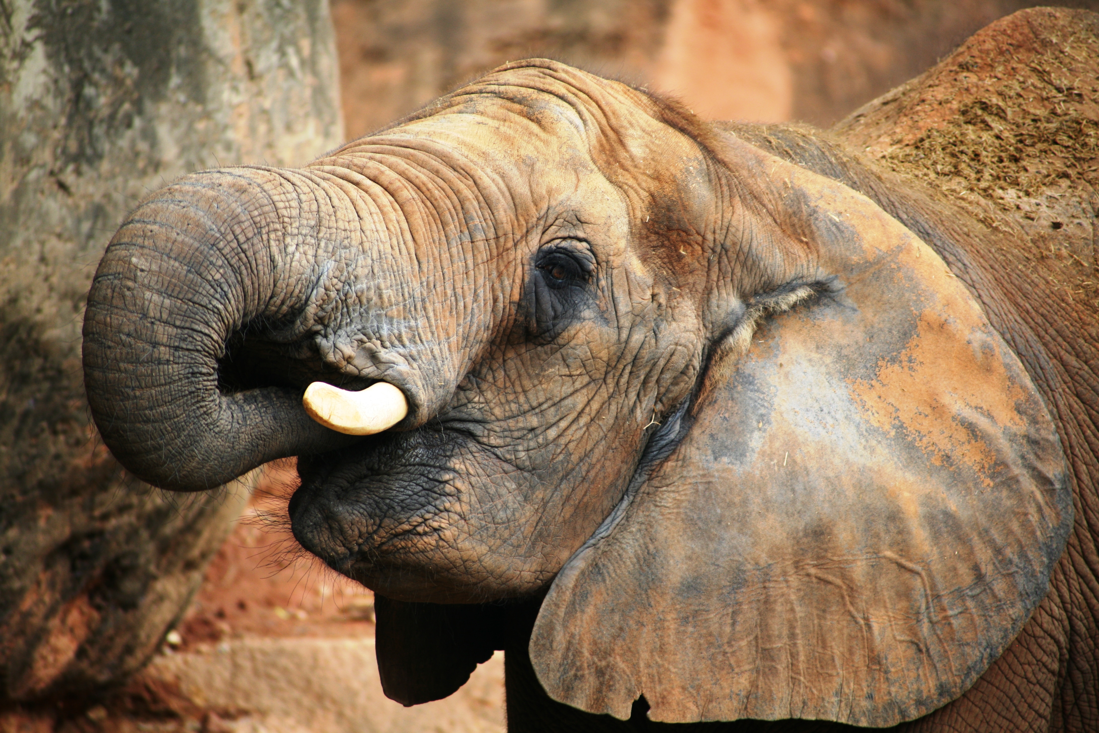 eating gray elephant