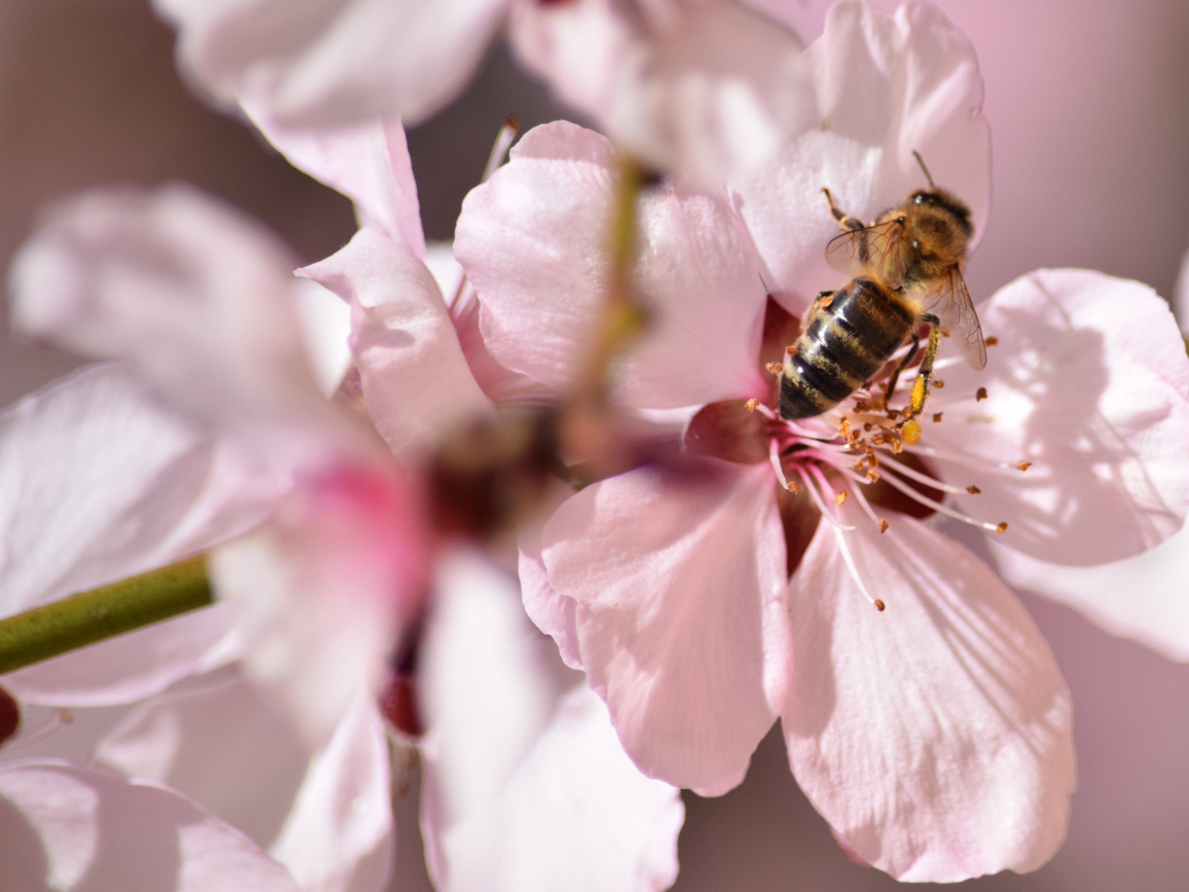 Какие отношения складываются между вишней и пчелой. Пчелы на цветах. Цветущая вишня с пчелой. Пчела на цветущей вишне. Пчела на цветке.