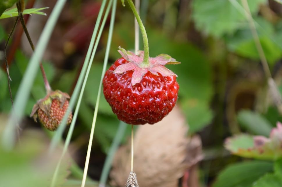 Red, Berry, Strawberry, Strawberries, growth, red preview