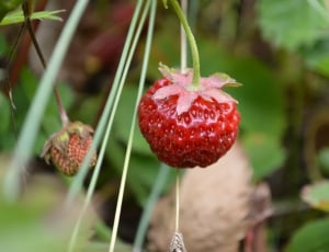 Red, Berry, Strawberry, Strawberries, growth, red thumbnail