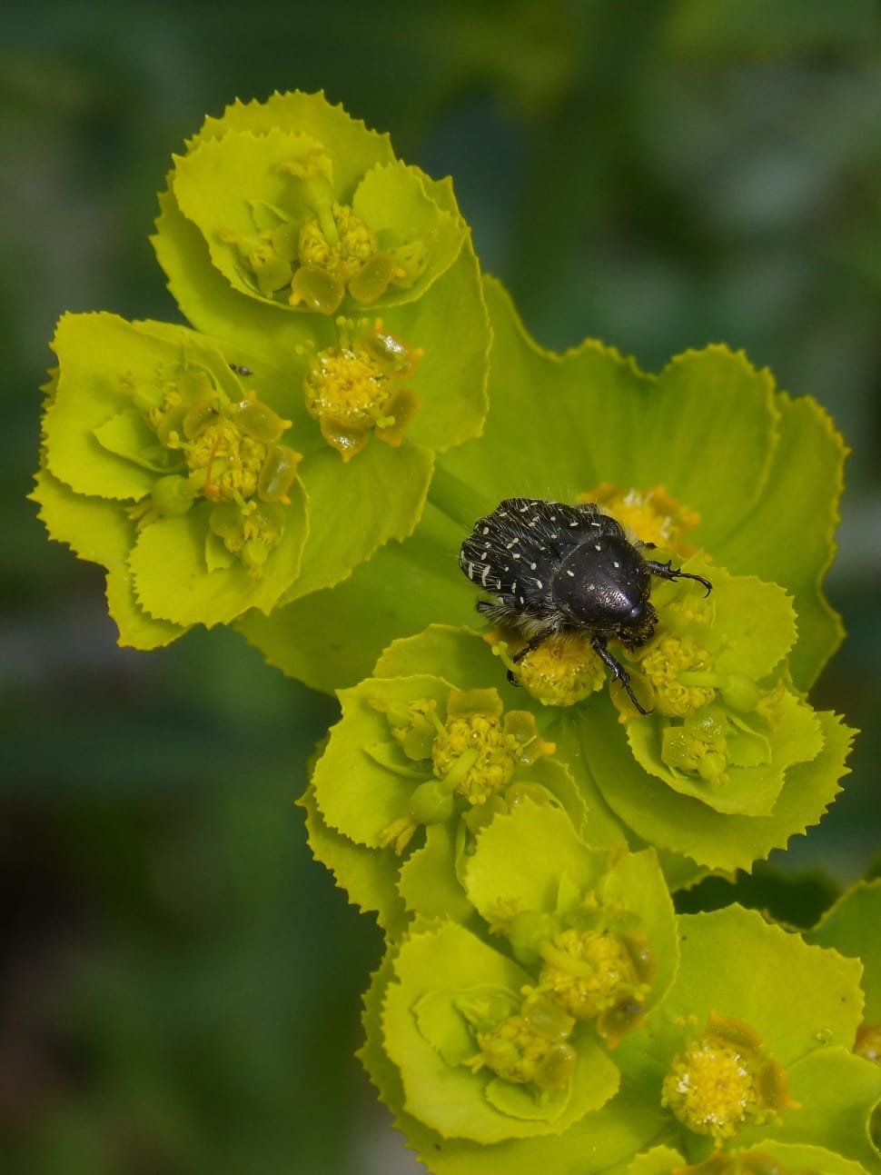 selective focus photography of black flying insect perching on yellow petaled flower preview