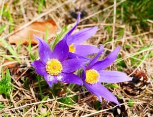 Pasque Flower, Purple, Flower, flower, petal thumbnail