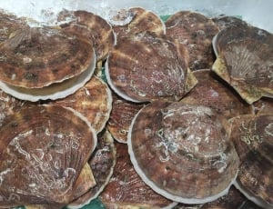 brown clam shells thumbnail