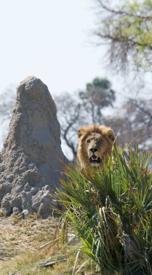 brown lion near gray stone thumbnail