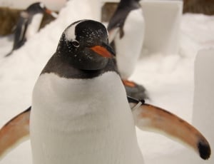 penguins on ice in shallow focus photography thumbnail