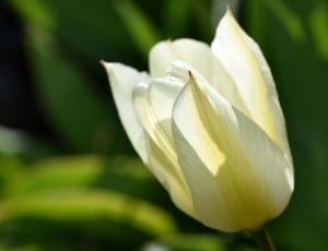 Blossom, Bloom, Tulip, Flower, green color, close-up thumbnail