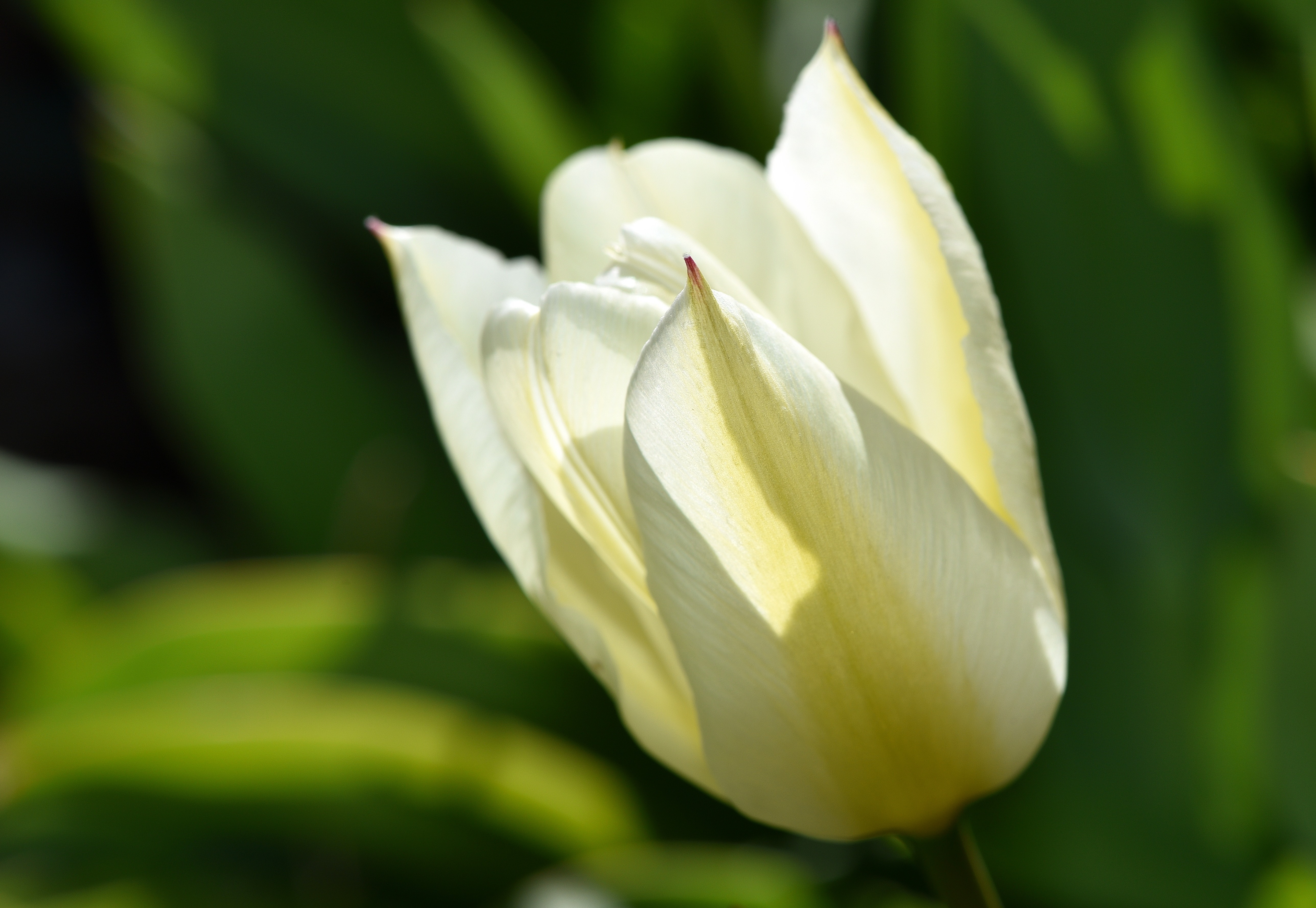 Blossom, Bloom, Tulip, Flower, green color, close-up