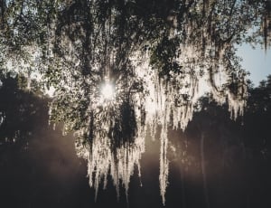 sun rays shining the icicles on tree leaves thumbnail