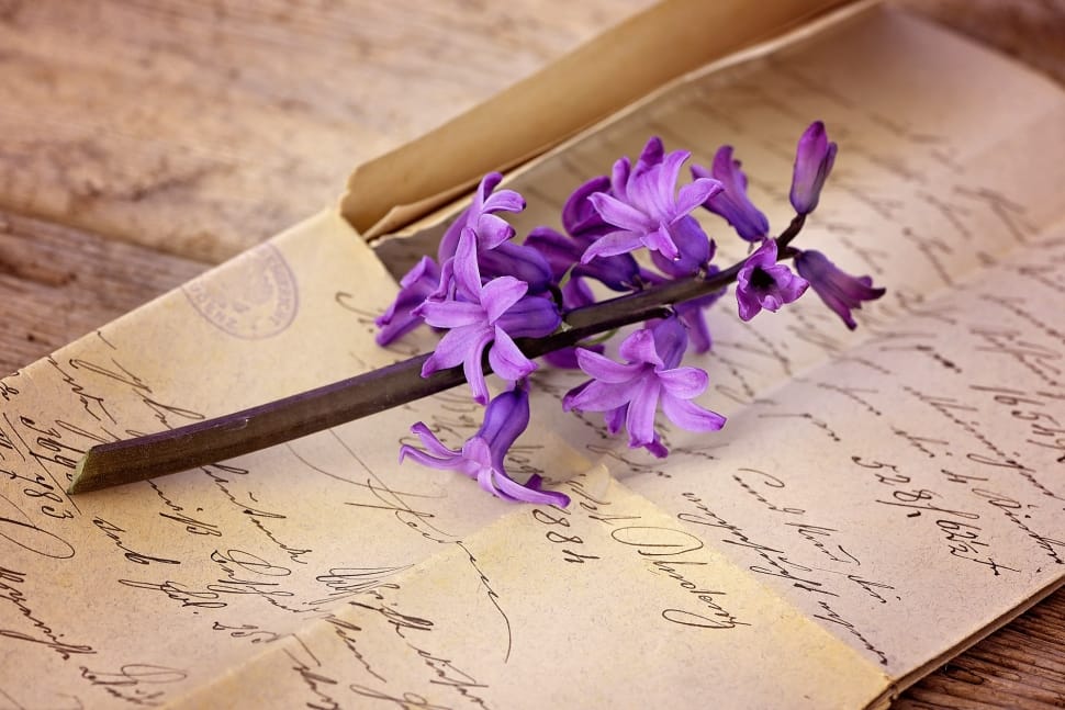 Old Letter, Handwriting, Font, Letters, flower, no people preview