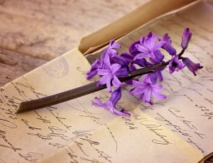 Old Letter, Handwriting, Font, Letters, flower, no people thumbnail