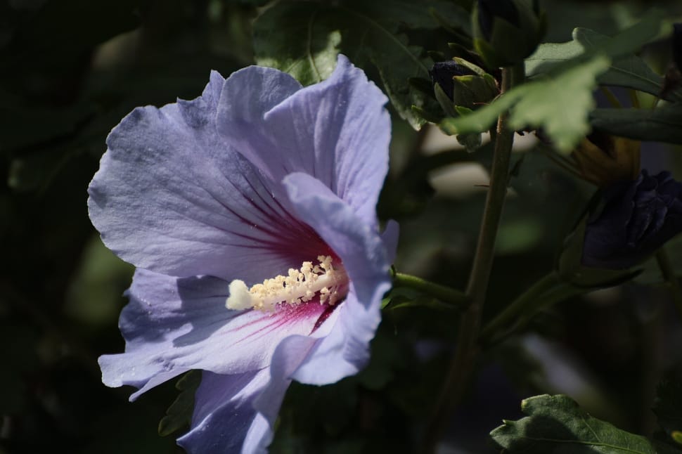 purple hibiscus preview
