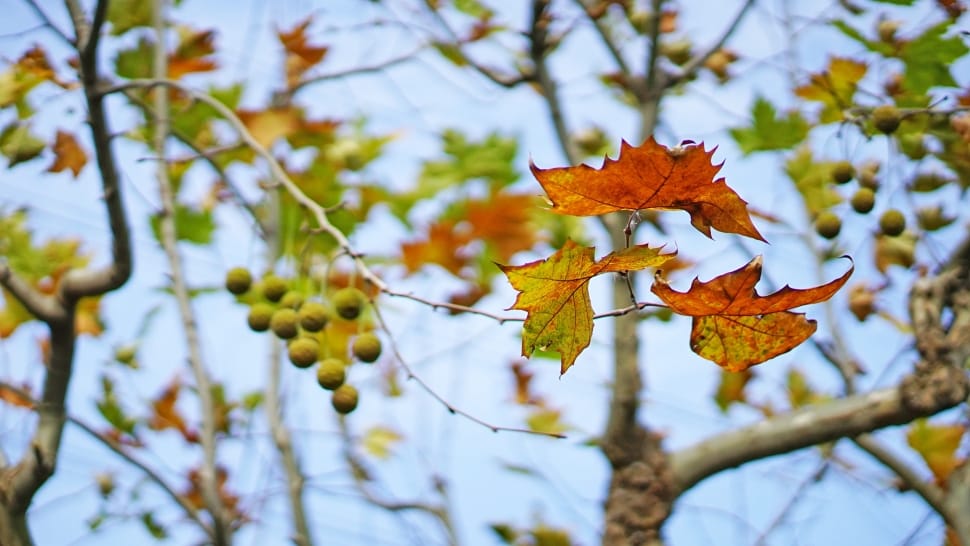 maple tree preview