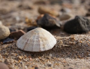 white seashell thumbnail