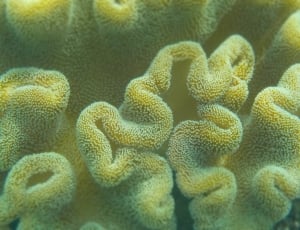 yellow sea corals thumbnail