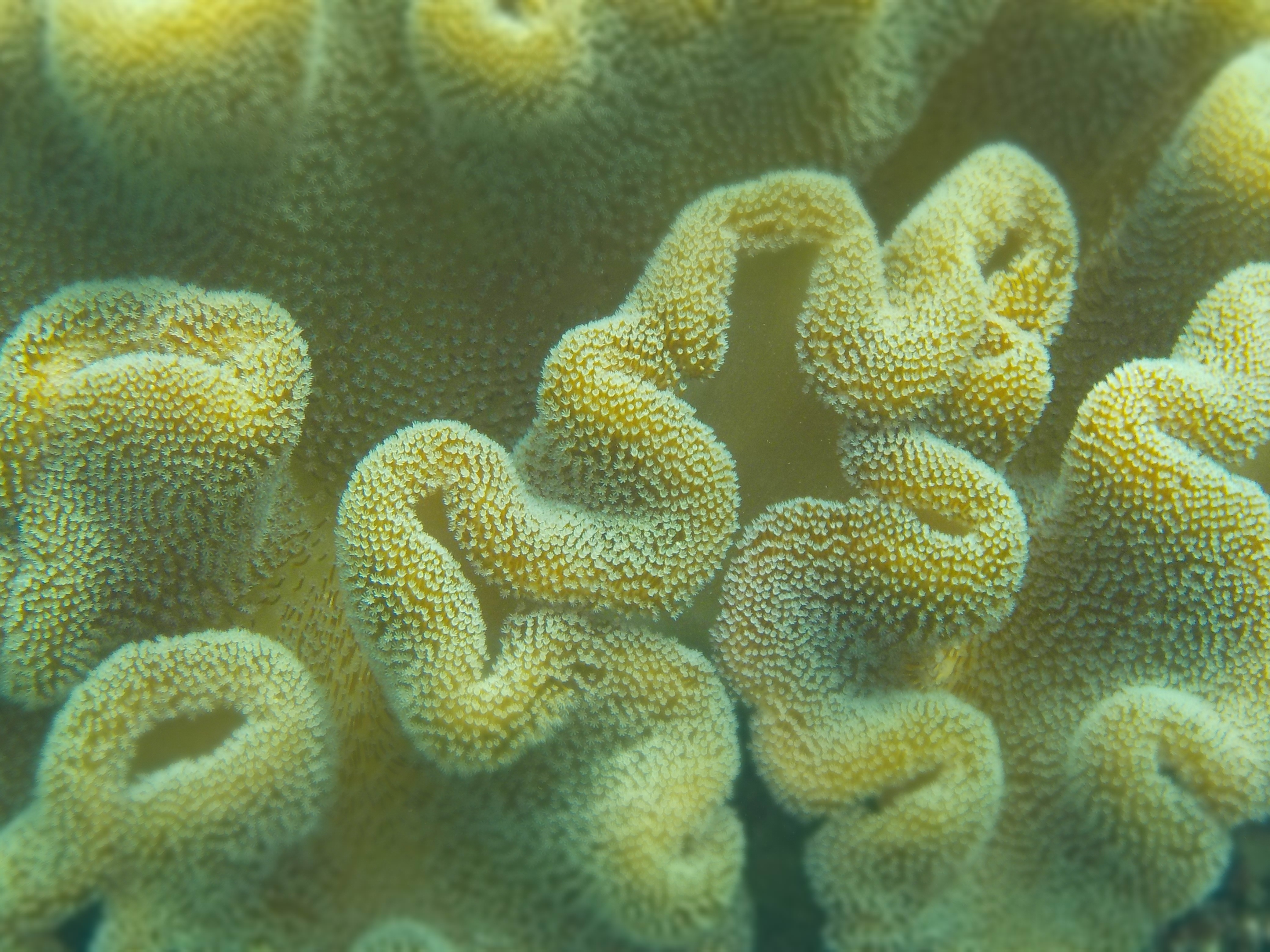 yellow sea corals