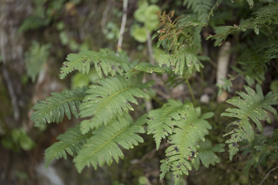 Small ferns preview