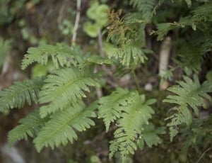 Small ferns thumbnail