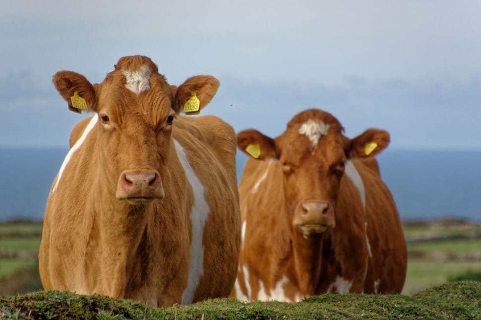 2 brown-and-white cows preview