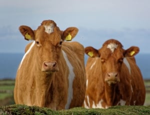 2 brown-and-white cows thumbnail