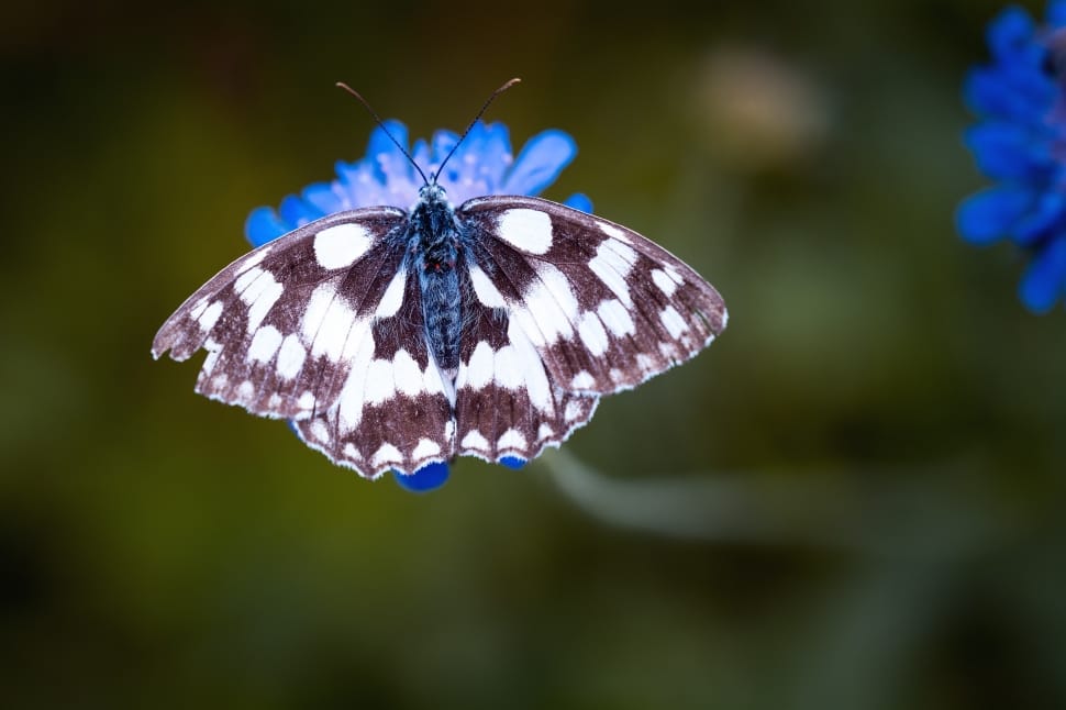 white black spotted butterfly preview