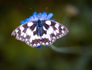 white black spotted butterfly thumbnail