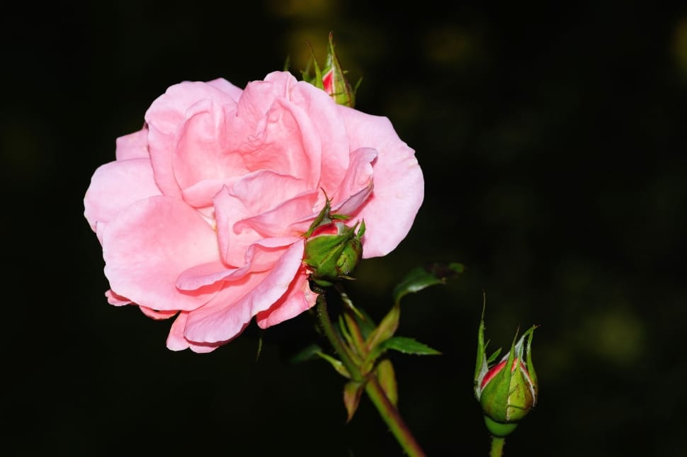 pink rose flower preview