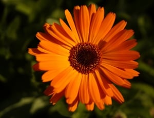 orange and yellow daisy thumbnail