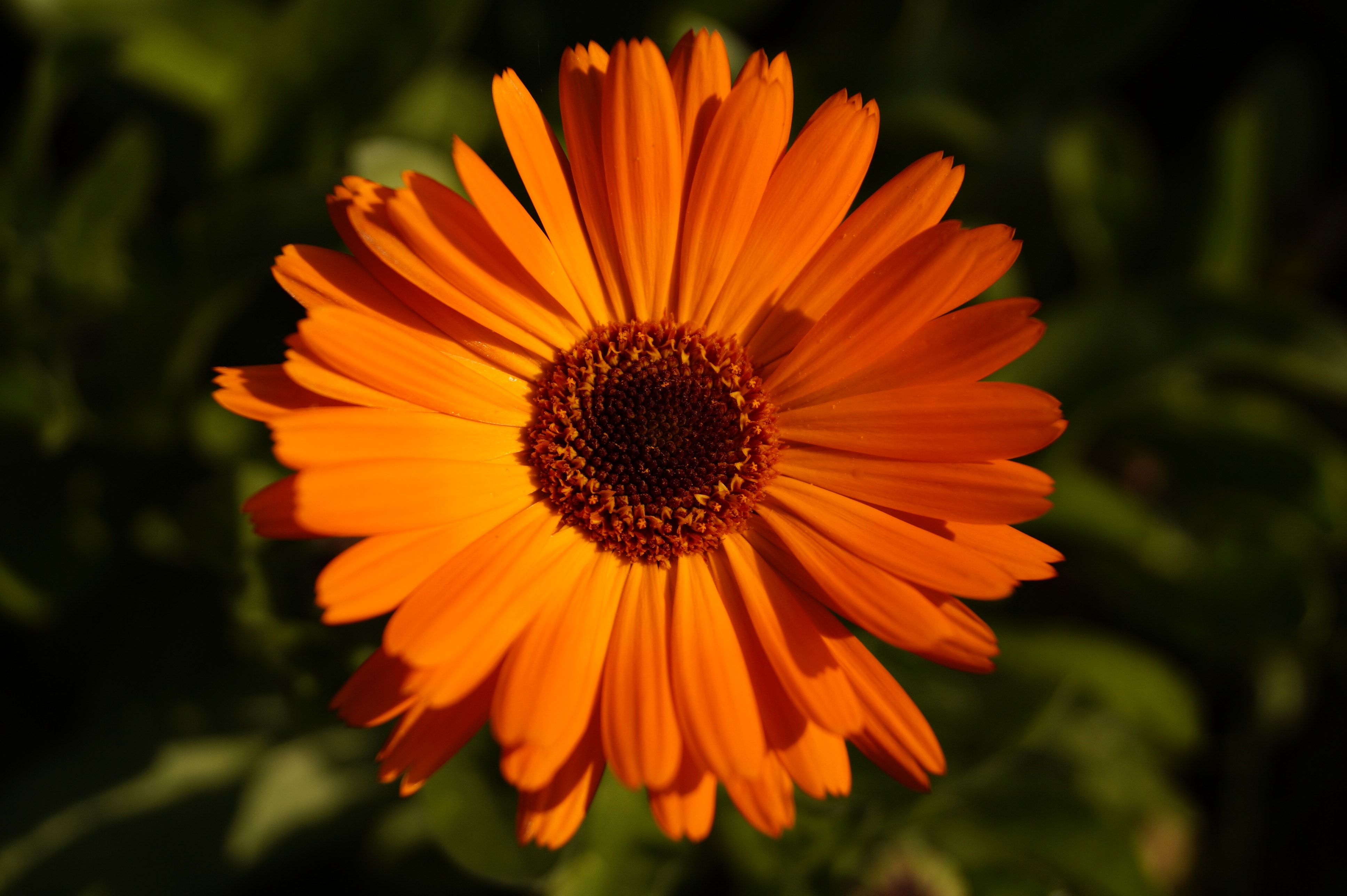 orange and yellow daisy