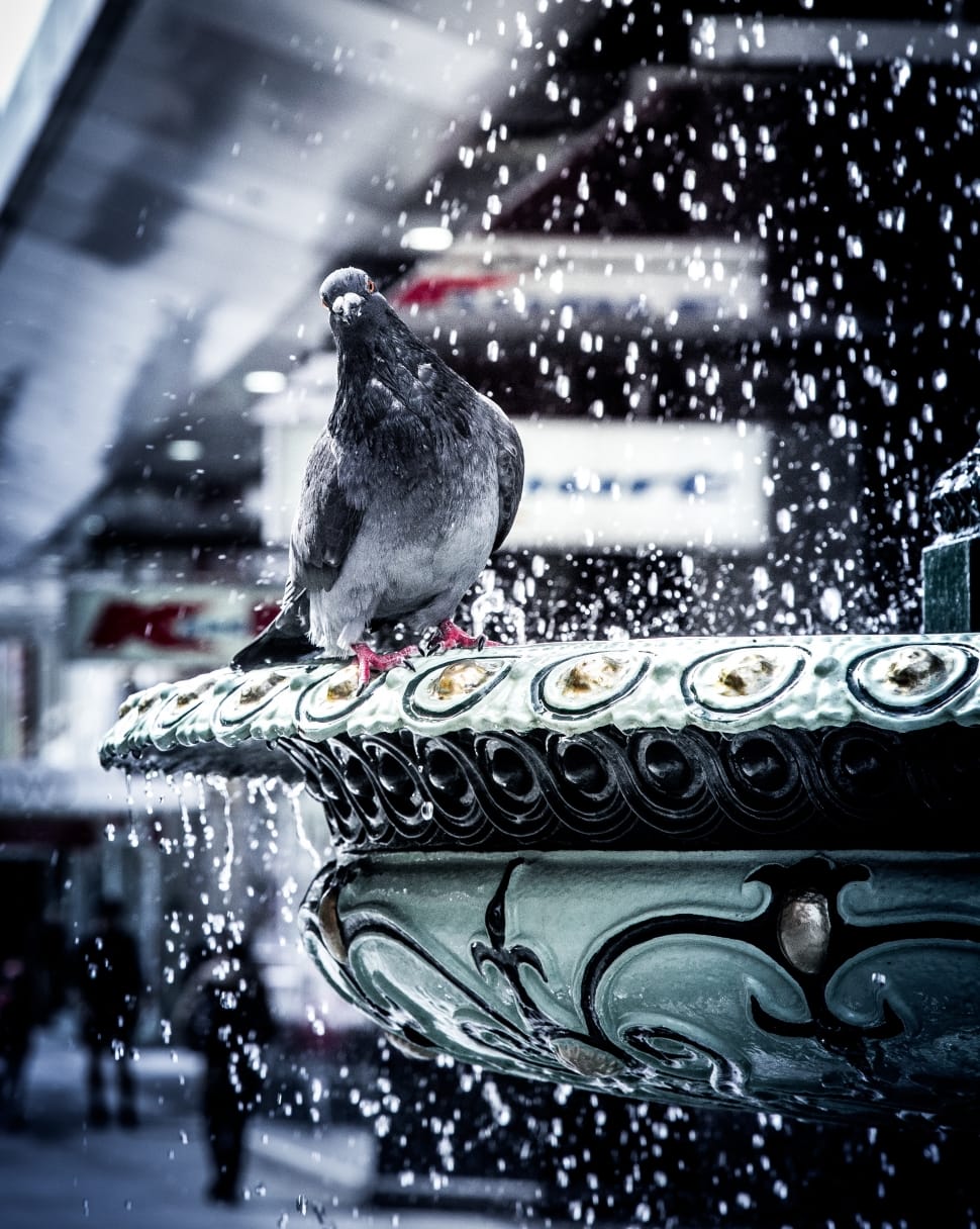pigeon, dove, bird, animal, winter, snow preview