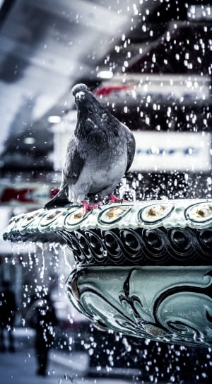 pigeon, dove, bird, animal, winter, snow thumbnail