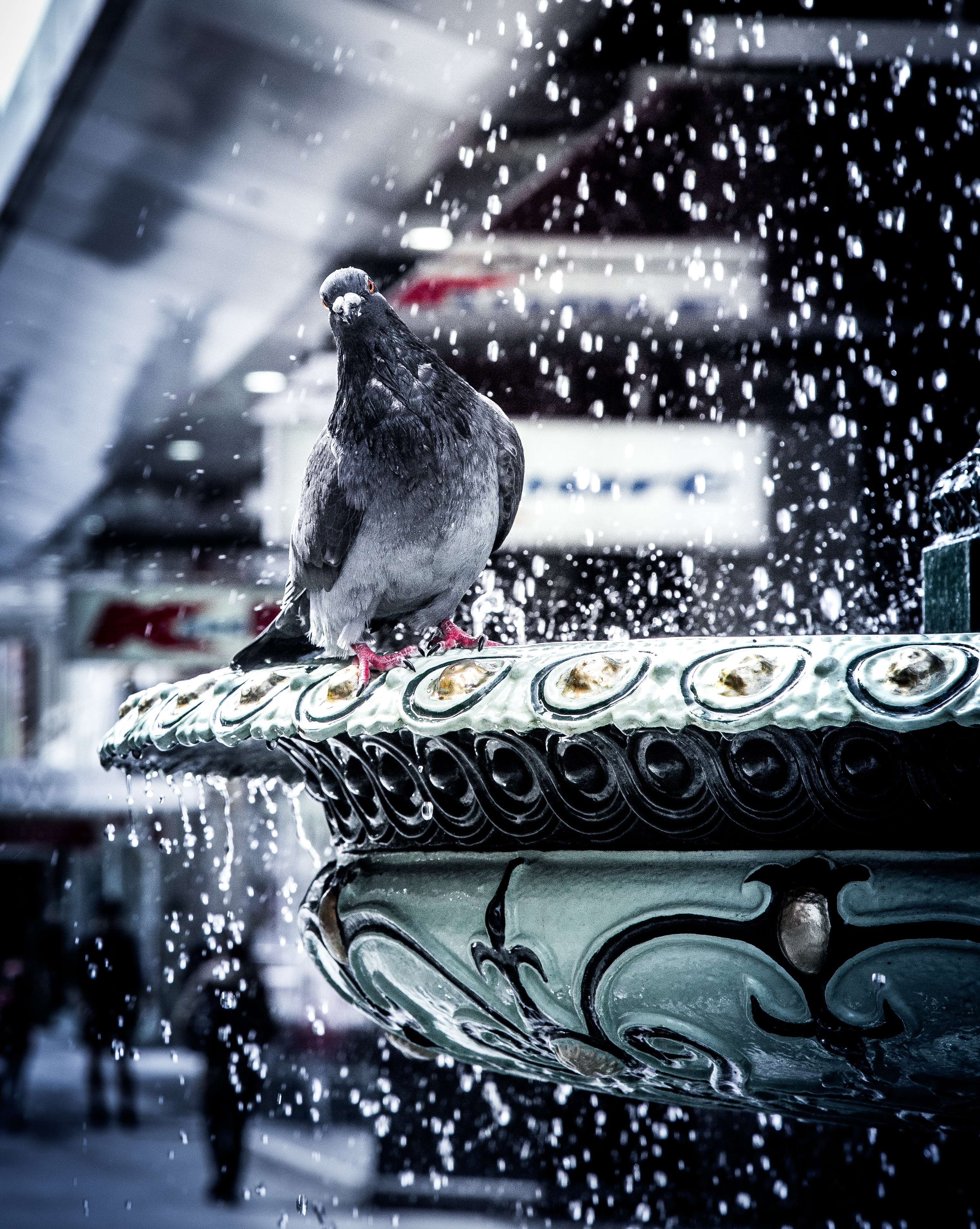 pigeon, dove, bird, animal, winter, snow