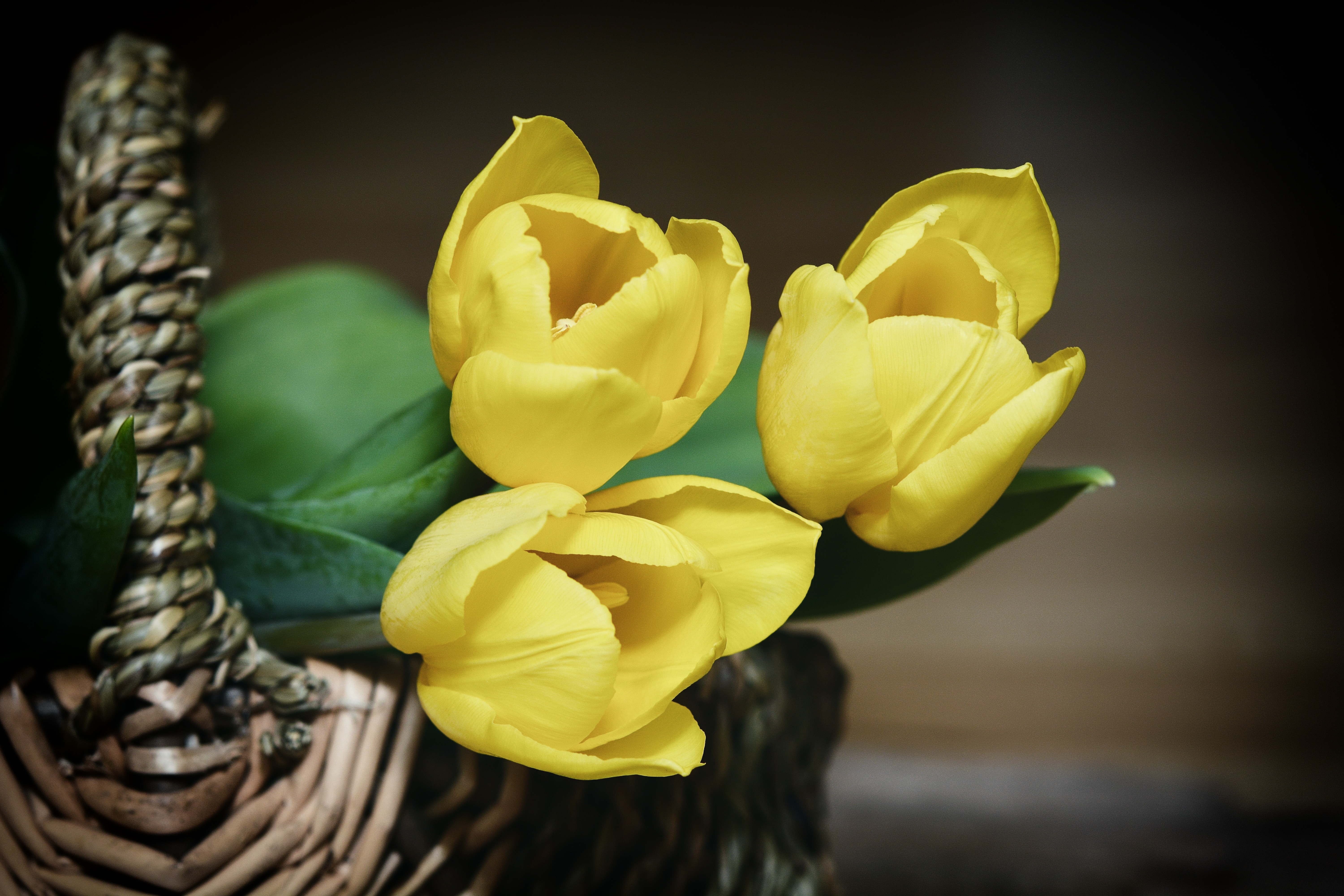 Yellow, Flowers, Tulips, Basket, flower, yellow