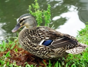 Duck, Plumage, Duckling, Feather, animal themes, one animal thumbnail