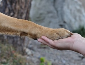 human hand and animal paw thumbnail