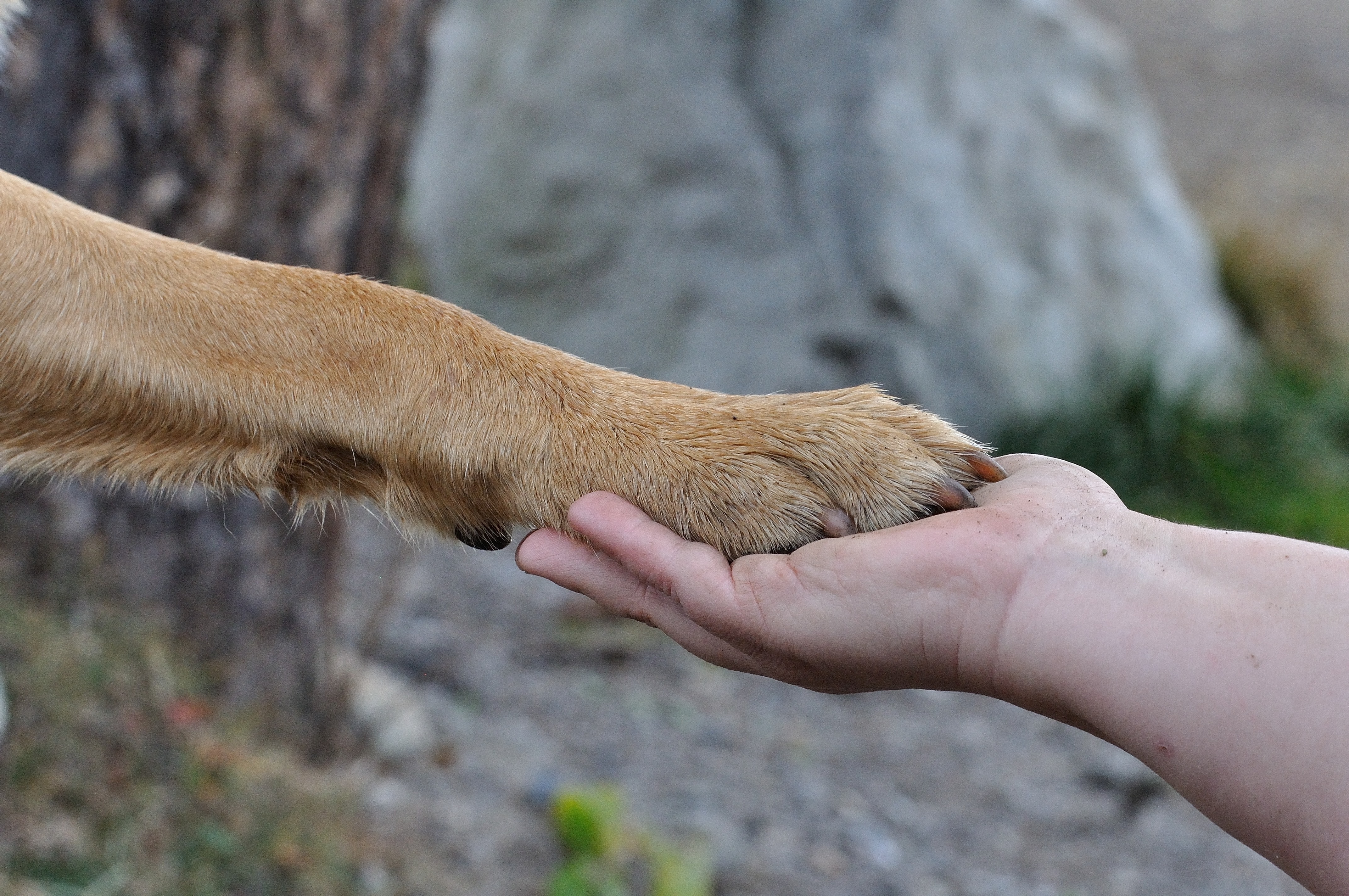 human hand and animal paw
