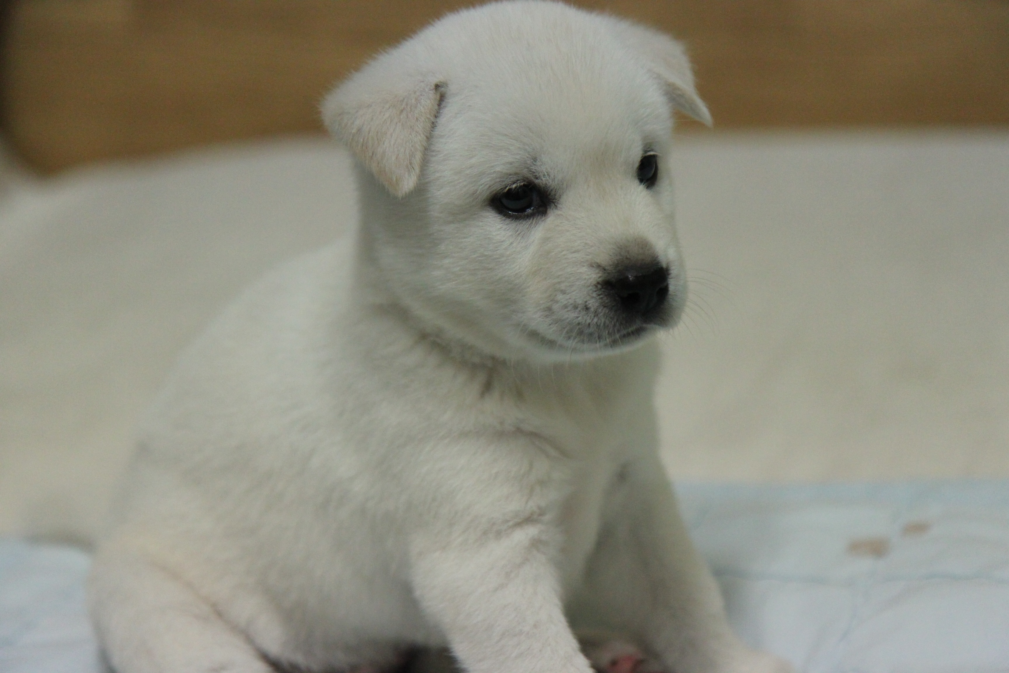 Корейский Чиндо белый щенок