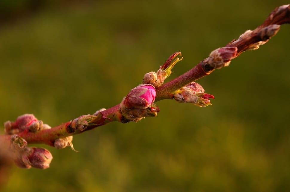 Spring, Peach Tree, Peach Blossom, plant, nature preview