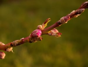 Spring, Peach Tree, Peach Blossom, plant, nature thumbnail