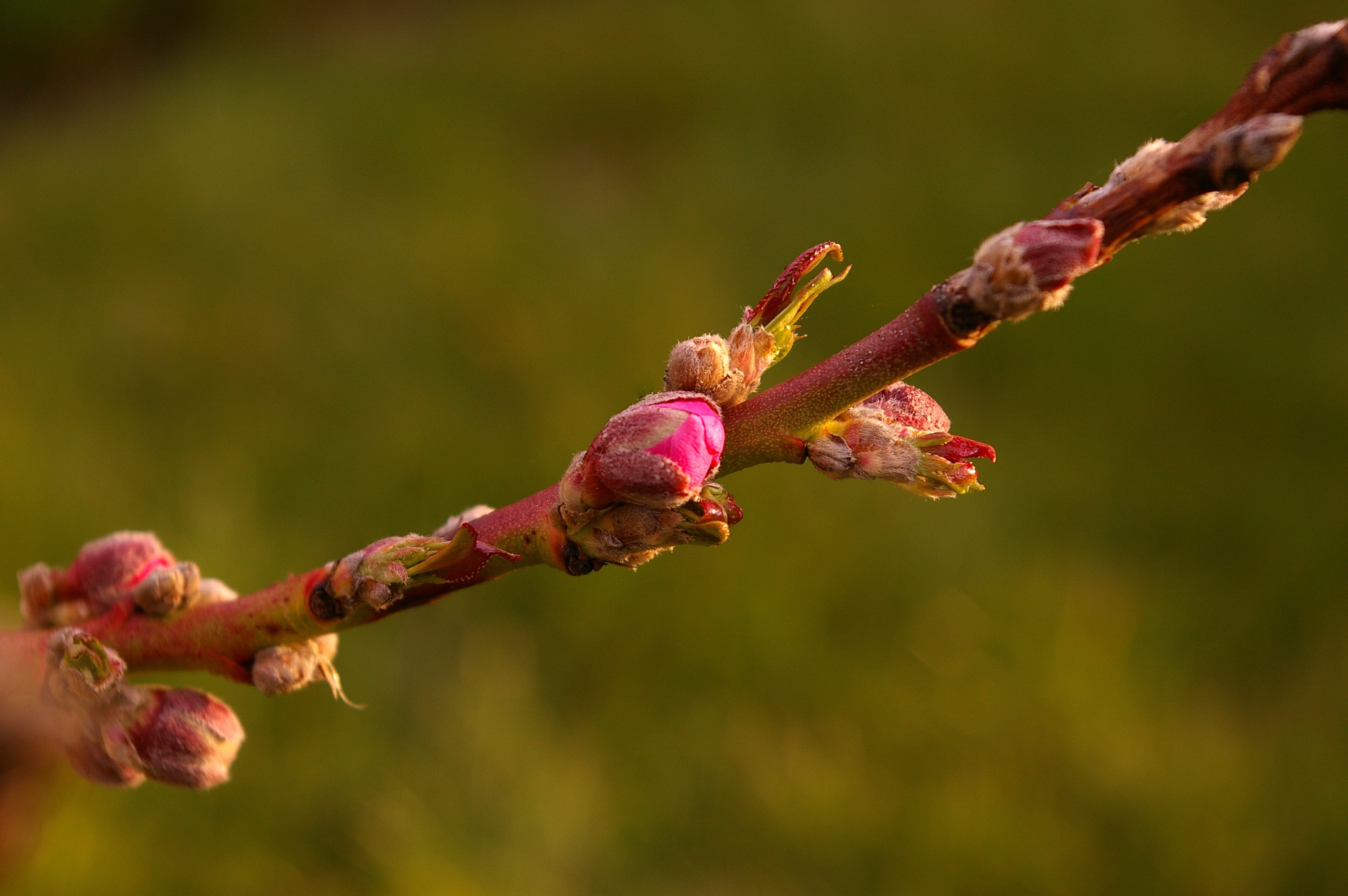 Spring, Peach Tree, Peach Blossom, plant, nature