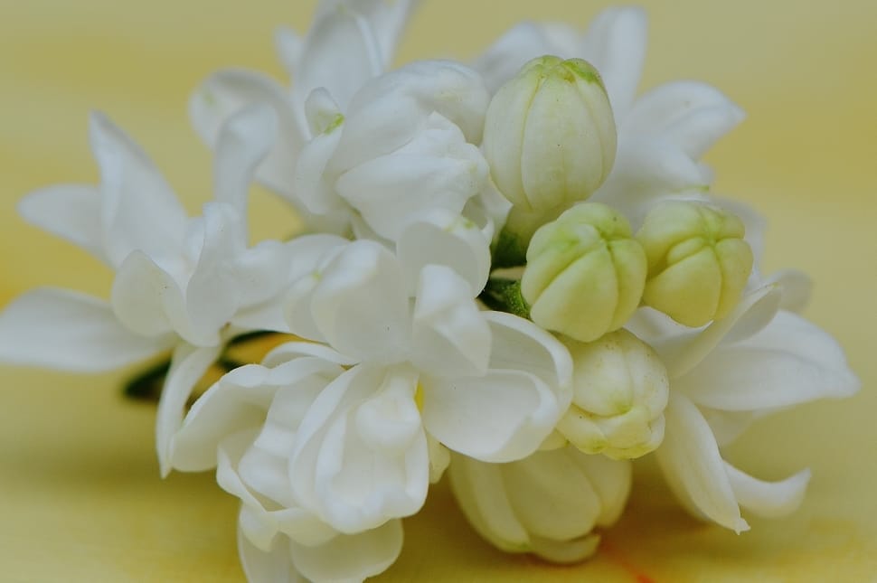 white clustered flowers preview
