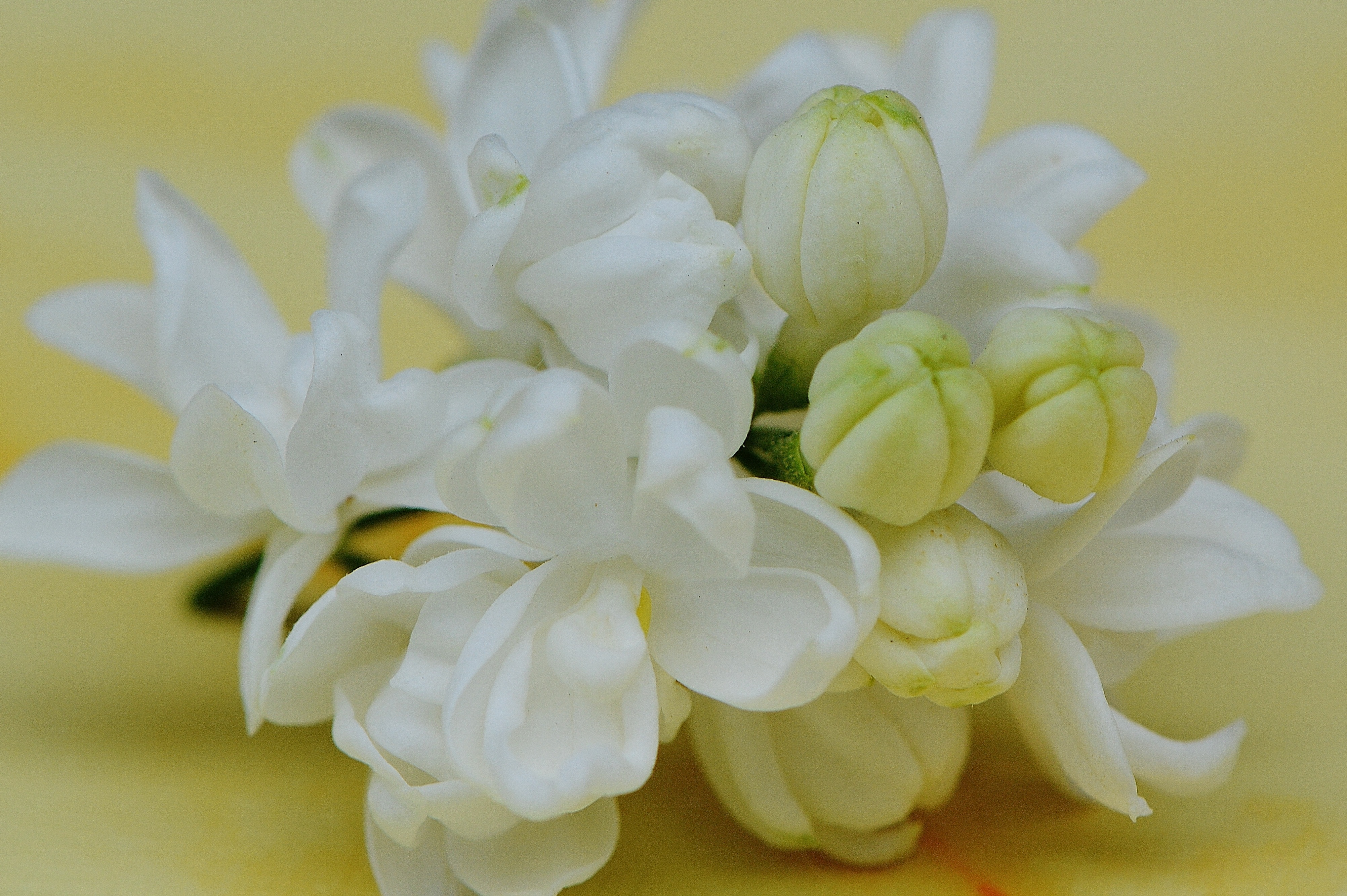 white clustered flowers