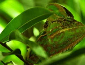 green and brown chameleon surrounded with green leaves thumbnail