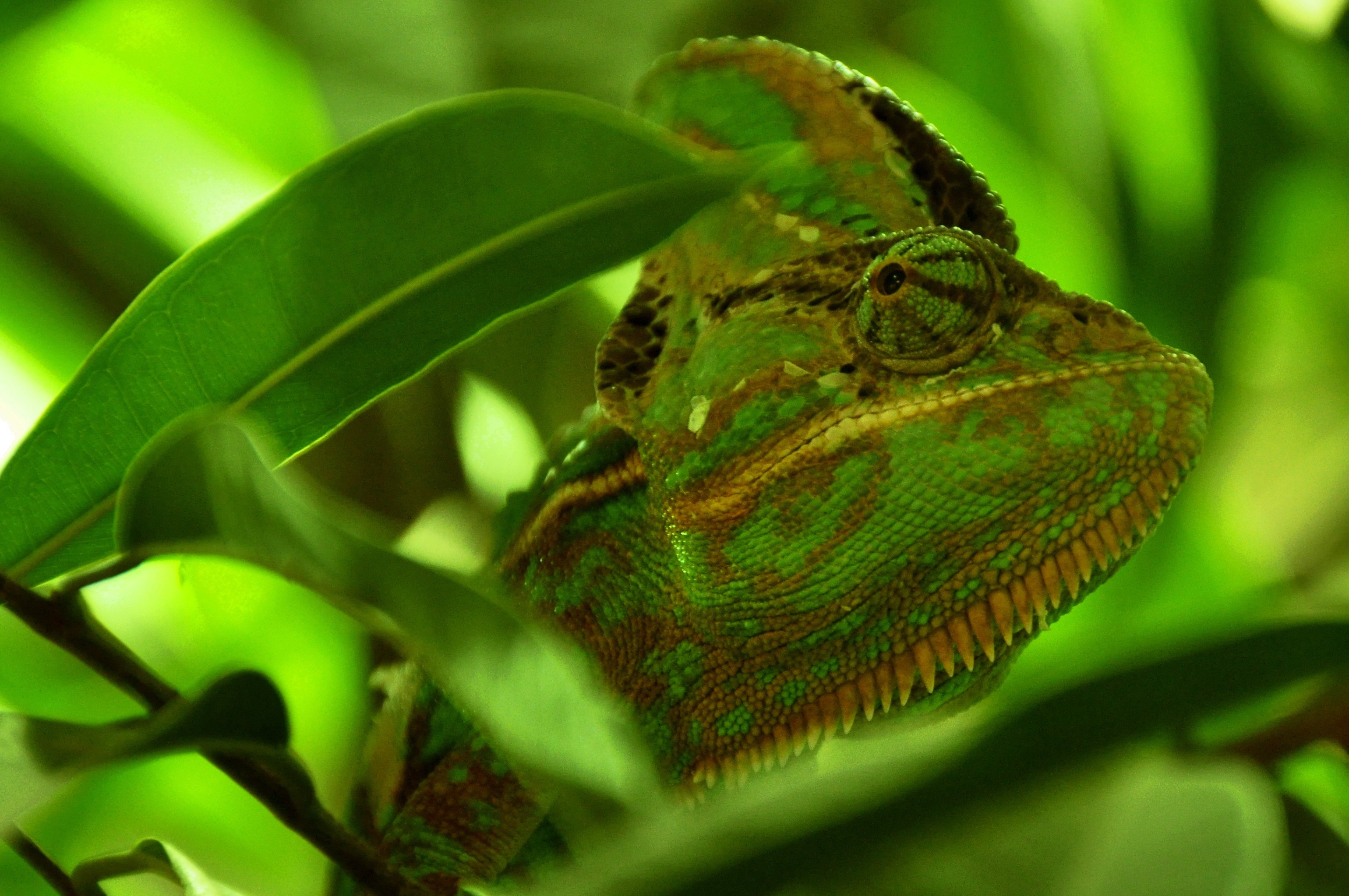 green and brown chameleon surrounded with green leaves
