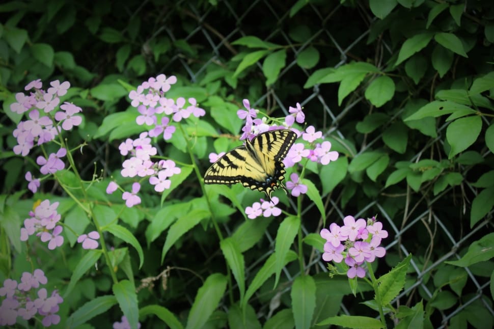 yellow and black butterfly on pink petaled flower at daytime preview