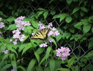 yellow and black butterfly on pink petaled flower at daytime thumbnail