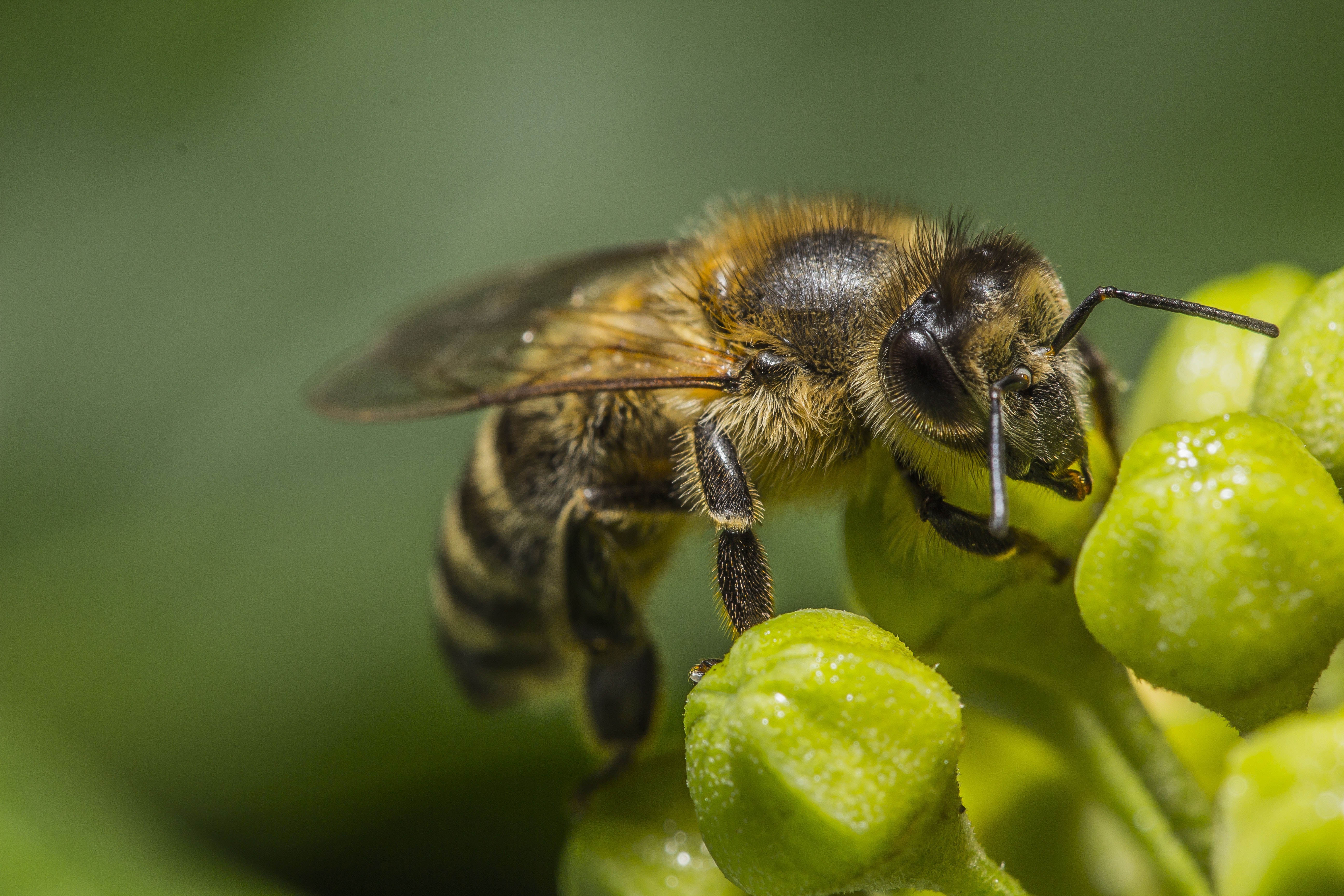 Bee vanian