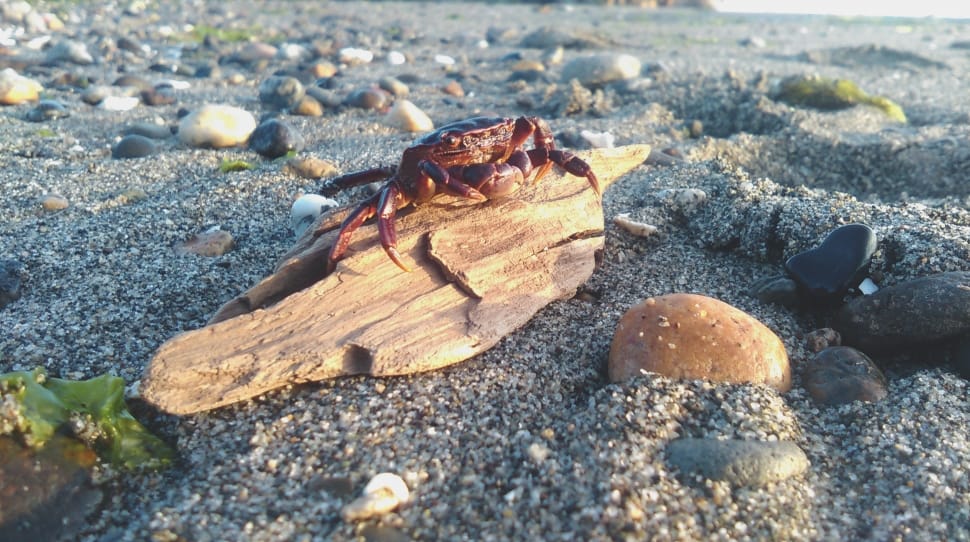 red crab on top of brown firewood preview